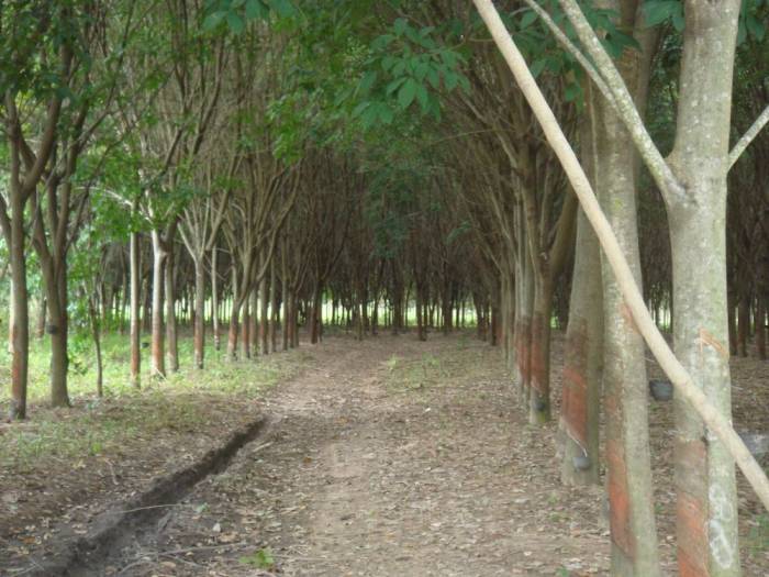 rubber tree plantation in Thialand