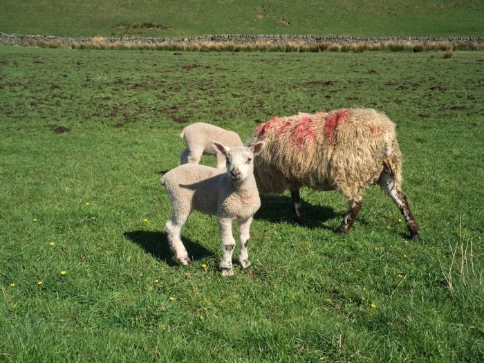 English wool lambs