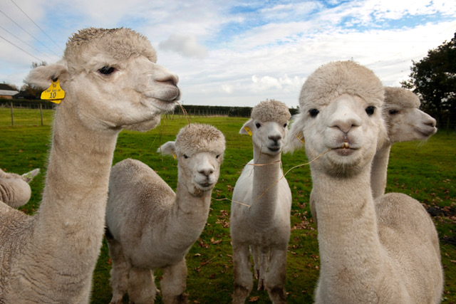 British Alpacas