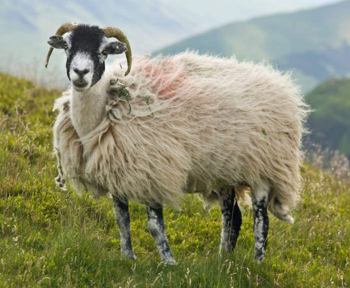 Swaledale Sheep