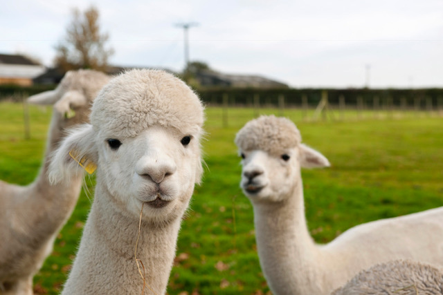 Uk Alpaca farm