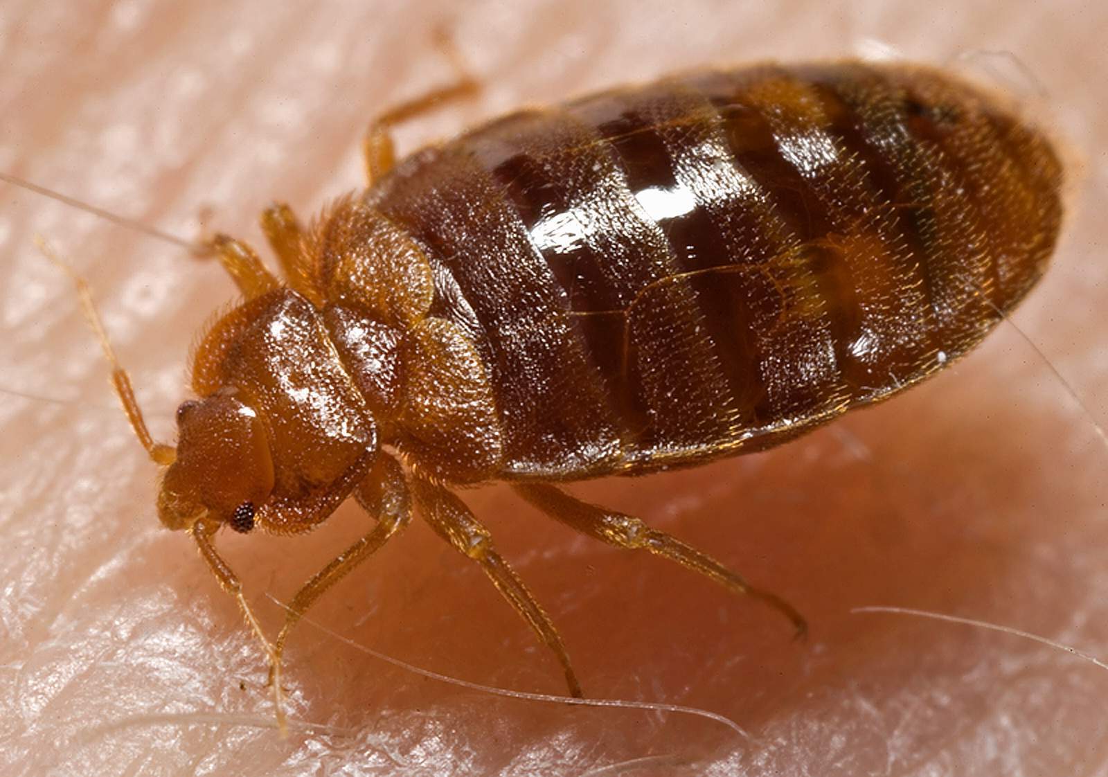 Treating bed mites