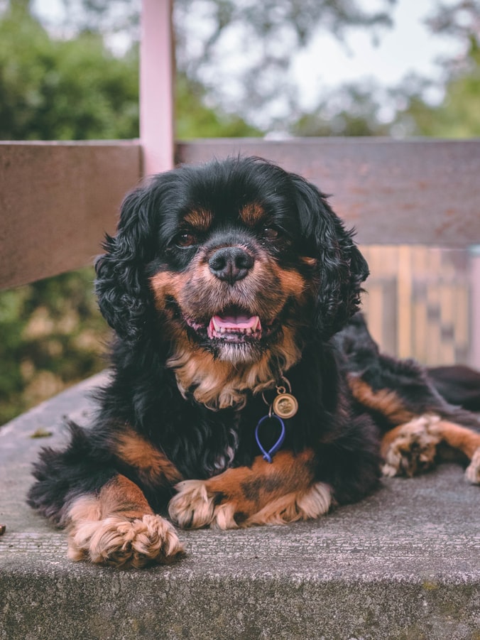 King Charles Spaniel