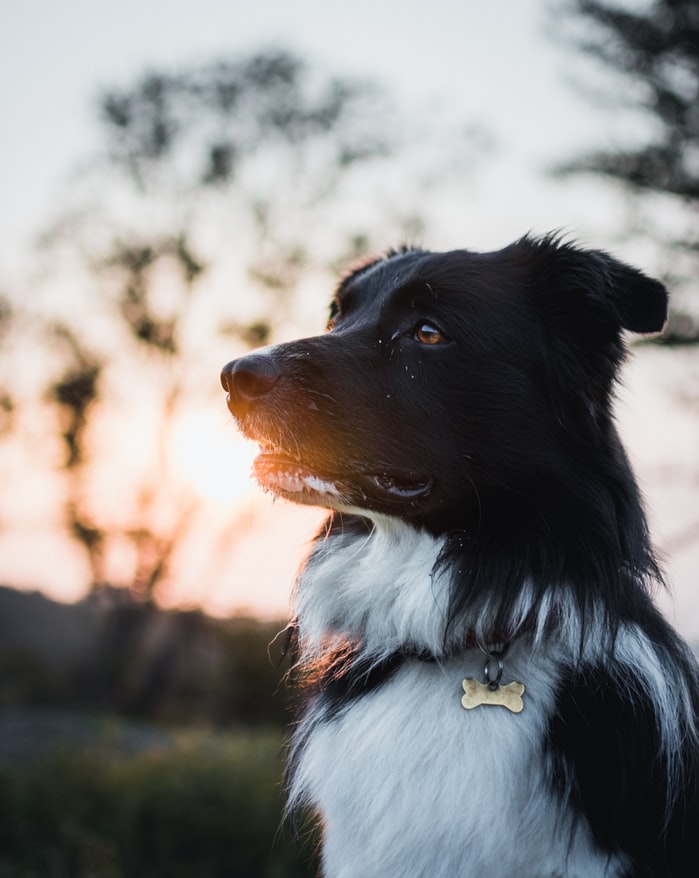 border collie