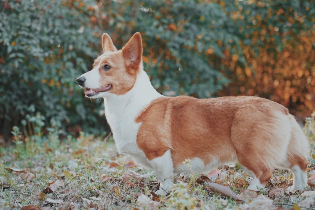 corgi