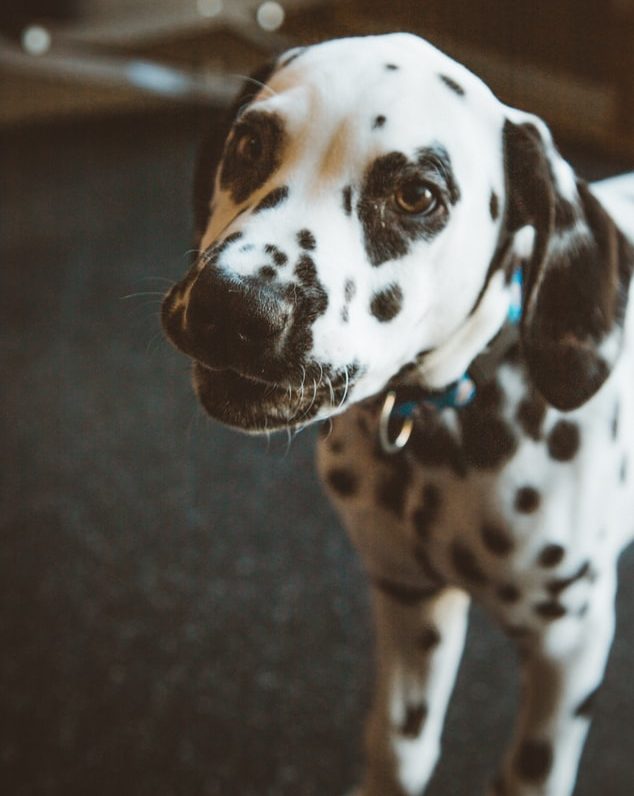 dalmation