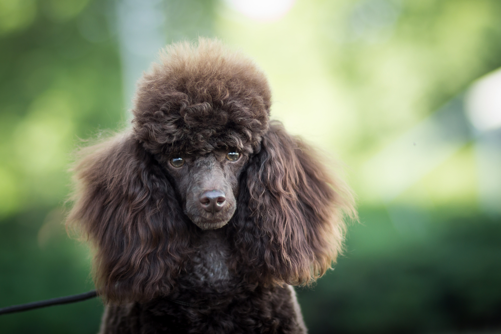 poodle