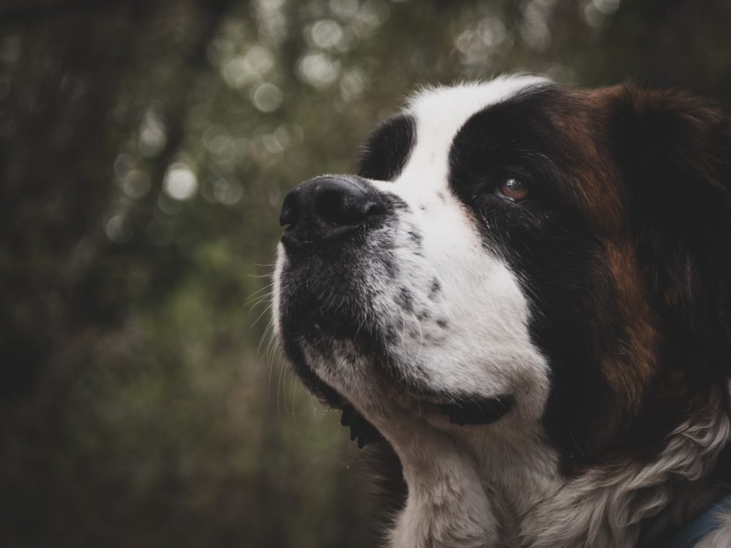 saint bernard