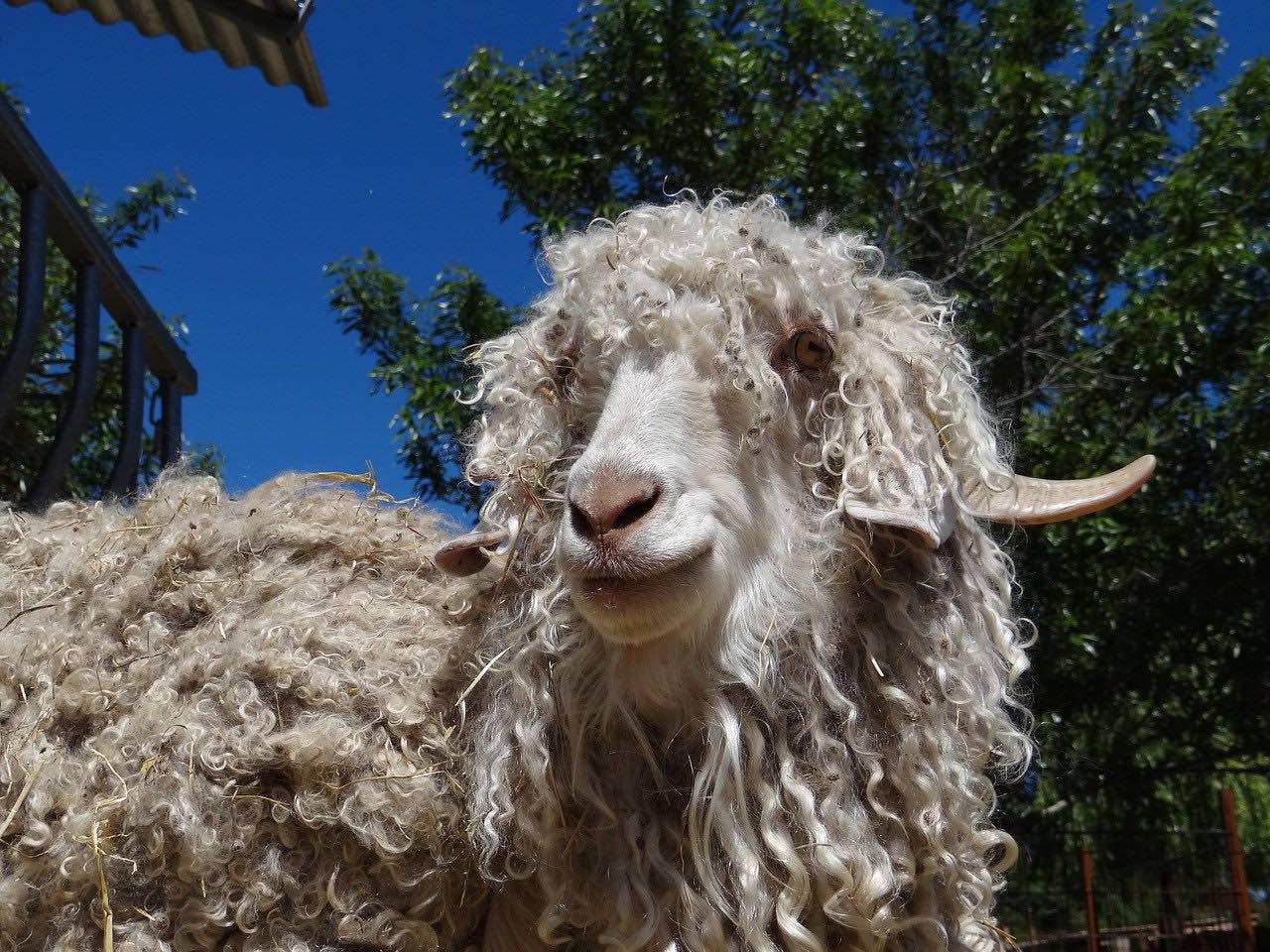 Mohair mattresses and an angora goat