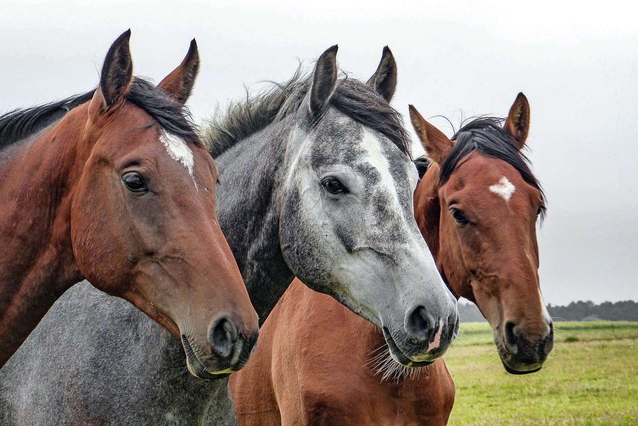 Horses in a field
