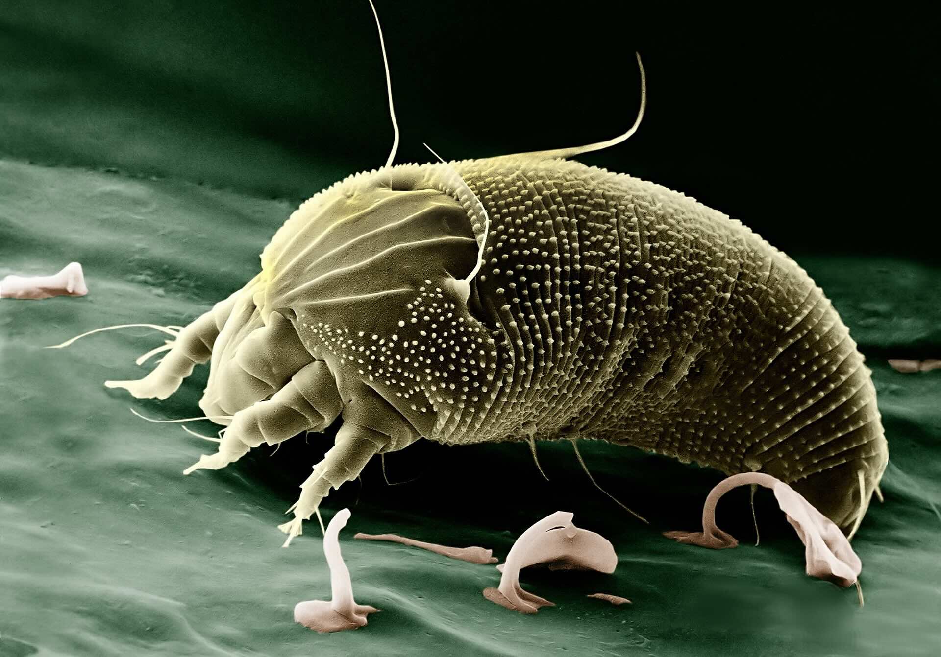 Dust mite mattress guide