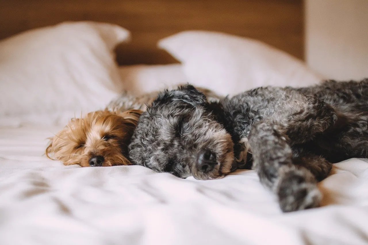 Dogs asleep on a bed