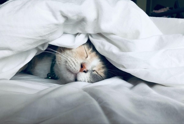 A picture of a cat asleep on a bed, the cat is covered in a white duvet with just its head poking out the end