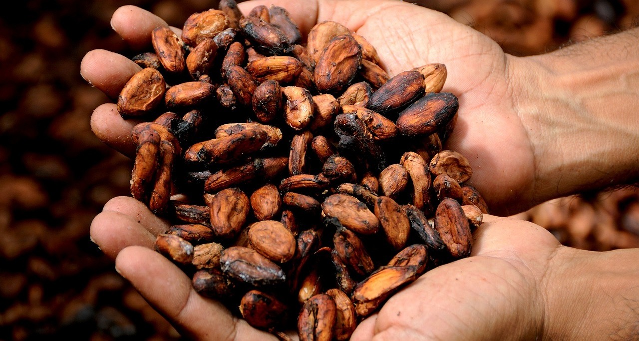 Cocoa beans for sleep