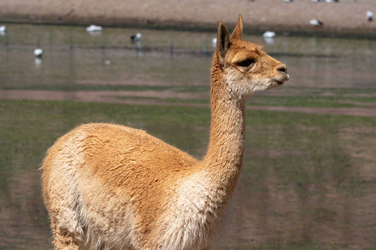 Vicuna natural mattress fibres