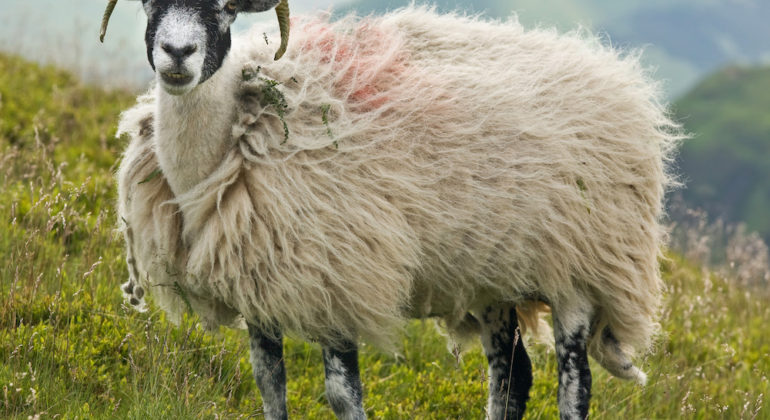 swaledale sheep from John Ryan Website