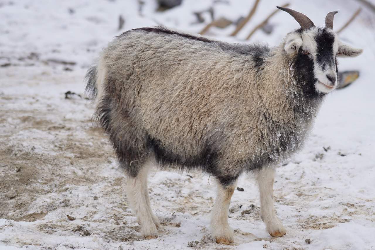 Cashmere goat stood in the snow