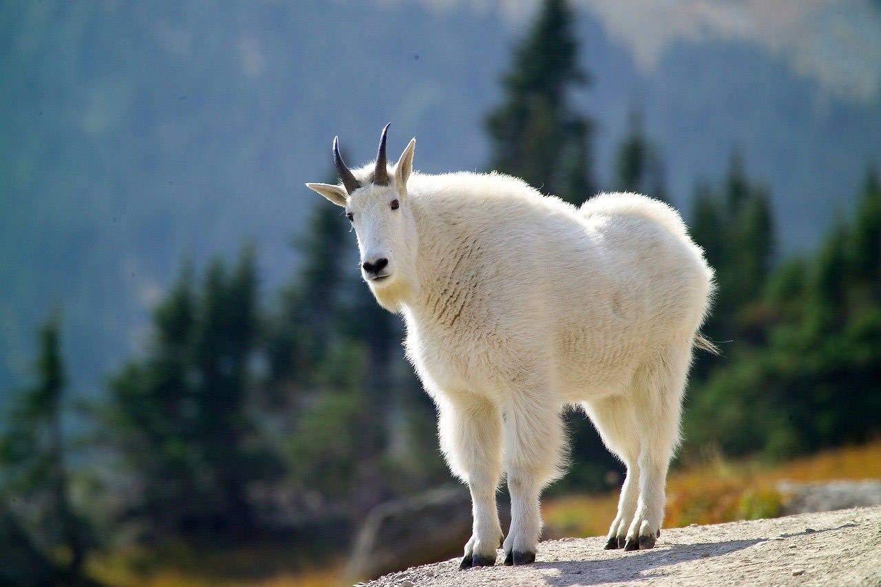 A white goat stood on a mountain